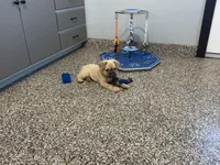 Nova, a female French Bulldog for sale in Shipshewana, IN – 4 of 4