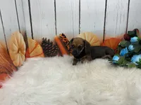 Carver, a male Miniature Dachshund for sale in Shipshewana, IN – 3 of 6
