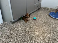 Hara, a female Miniature Dachshund for sale in Shipshewana, IN – 3 of 5