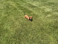 Mace, a male Miniature Dachshund for sale in Shipshewana, IN – 5 of 5