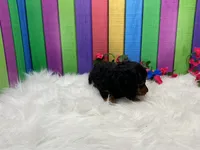 Fisa, a female Miniature Dachshund for sale in Shipshewana, IN – 4 of 5