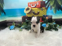 Nash, a male Boston Terrier for sale in Shipshewana, IN – 2 of 7