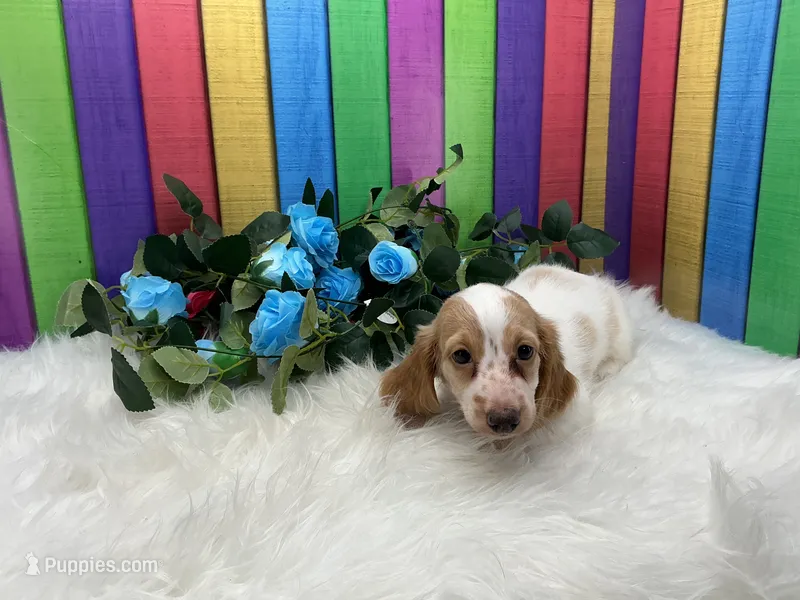 Jerry – Miniature Dachshund puppy for sale in Shipshewana, IN