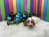 Jerry, a male Miniature Dachshund for sale in Shipshewana, IN – 1 of 4