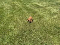 Mace, a male Miniature Dachshund for sale in Shipshewana, IN – 3 of 5