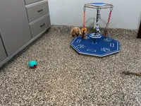 Hailey , a female Miniature Dachshund for sale in Shipshewana, IN – 2 of 4