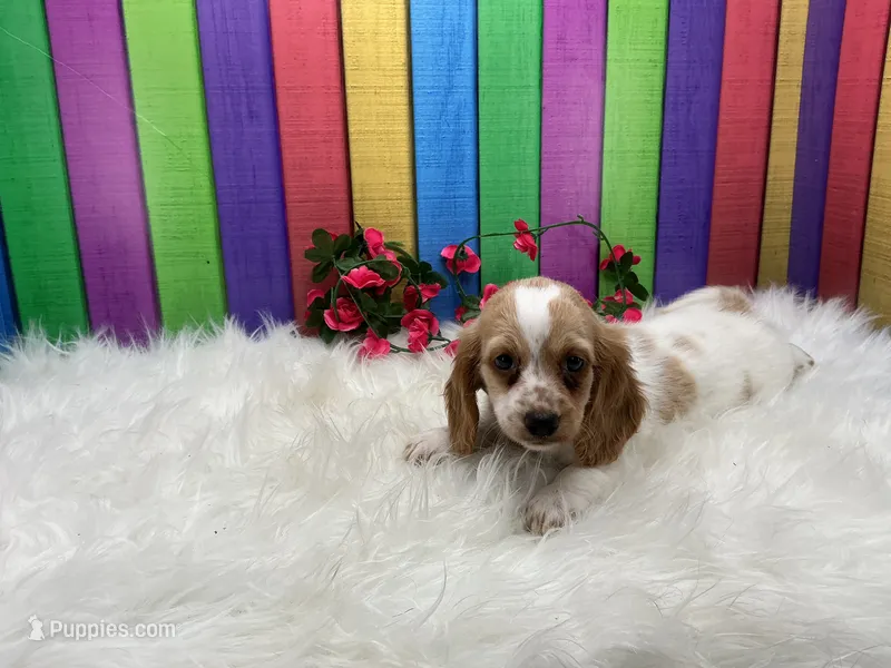 Jan – Miniature Dachshund puppy for sale in Shipshewana, IN