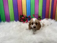 Jan, a female Miniature Dachshund for sale in Shipshewana, IN – 1 of 4