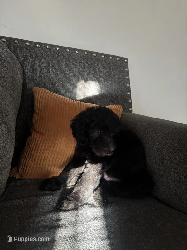 Goldendoodle – Goldendoodle puppy for sale in Long Beach, CA