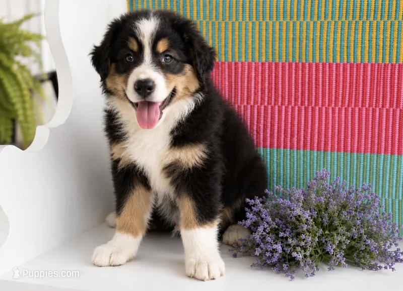 Tootsie  – Australian Shepherd puppy for sale in Drury, MO