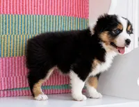 Sis , a female Australian Shepherd for sale in Drury, MO – 3 of 4