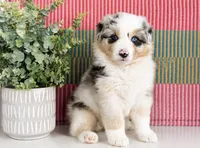 Minroe, a female Australian Shepherd for sale in Drury, MO – 4 of 4