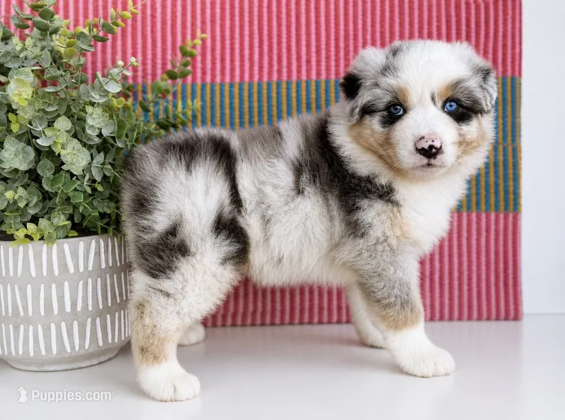Minroe – Australian Shepherd puppy for sale in Drury, MO