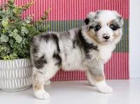 Minroe, a female Australian Shepherd for sale in Drury, MO – 1 of 4