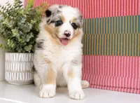 Minroe, a female Australian Shepherd for sale in Drury, MO – 2 of 4