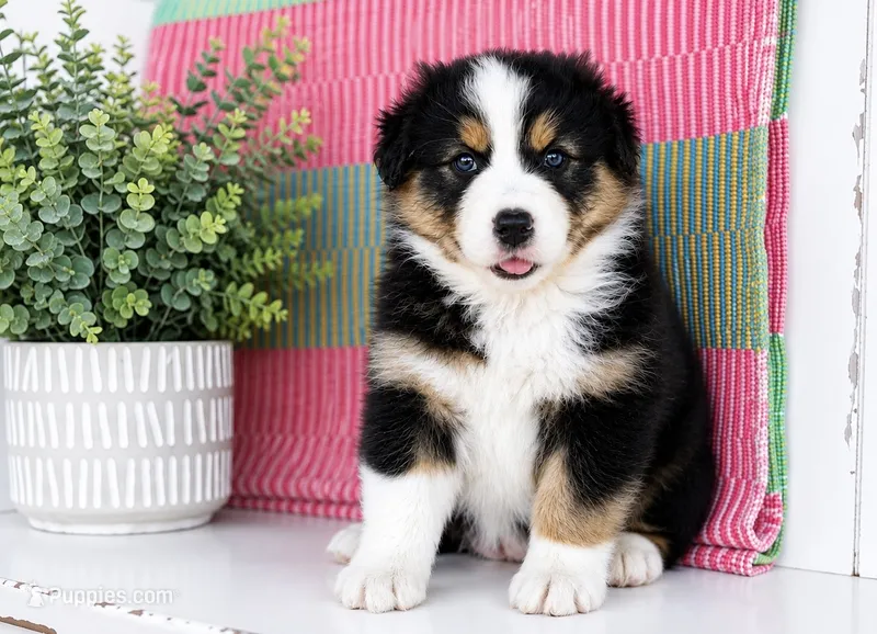 Sis  – Australian Shepherd puppy for sale in Drury, MO