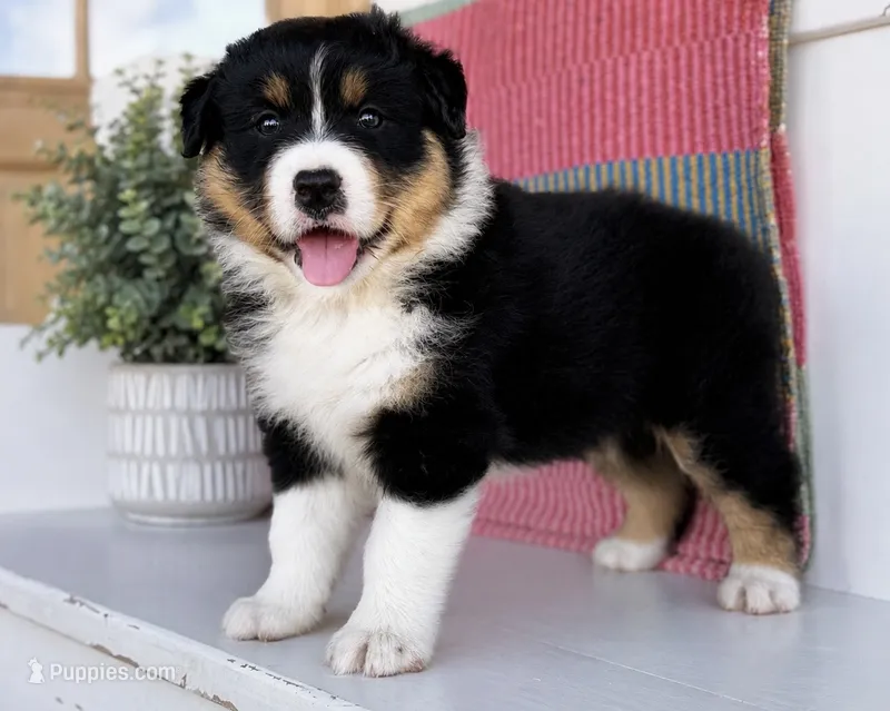 Trevor  – Australian Shepherd puppy for sale in Drury, MO