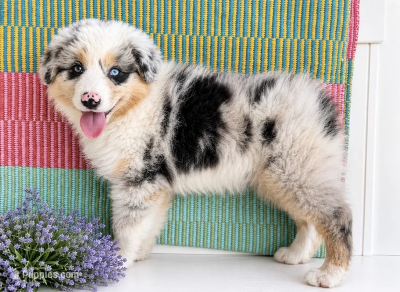Minroe – Australian Shepherd puppy for sale in Drury, MO