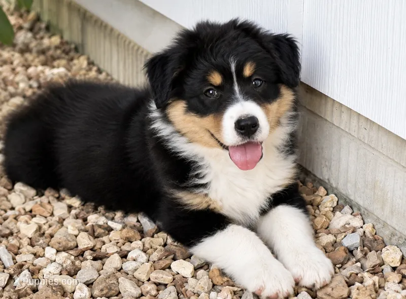 Trevor  – Australian Shepherd puppy for sale in Drury, MO