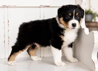 Trevor , a male Australian Shepherd for sale in Drury, MO – 2 of 4