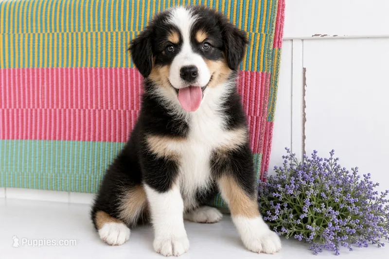 Sis  – Australian Shepherd puppy for sale in Drury, MO