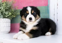 Sis , a female Australian Shepherd for sale in Drury, MO – 2 of 4