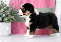 Sis , a female Australian Shepherd for sale in Drury, MO – 4 of 4