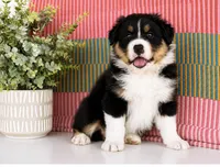 Trevor , a male Australian Shepherd for sale in Drury, MO – 3 of 4