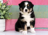 Tootsie , a male Australian Shepherd for sale in Drury, MO – 1 of 3