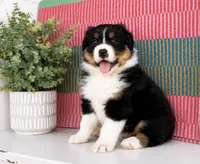 Trevor , a male Australian Shepherd for sale in Drury, MO – 4 of 4
