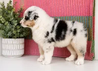 Minroe, a female Australian Shepherd for sale in Drury, MO – 3 of 4