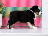Tootsie , a male Australian Shepherd for sale in Drury, MO – 3 of 3