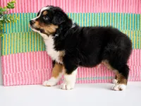 Tootsie , a male Australian Shepherd for sale in Drury, MO – 2 of 3