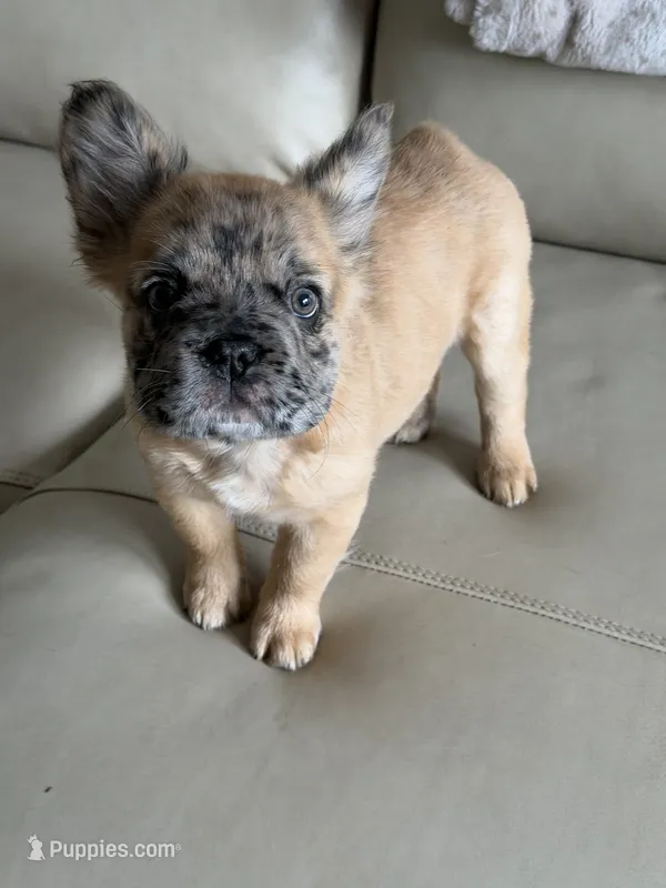 Roxy – French Bulldog puppy for sale in Amelia, OH