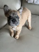 Roxy, a female French Bulldog for sale in Amelia, OH – 1 of 2