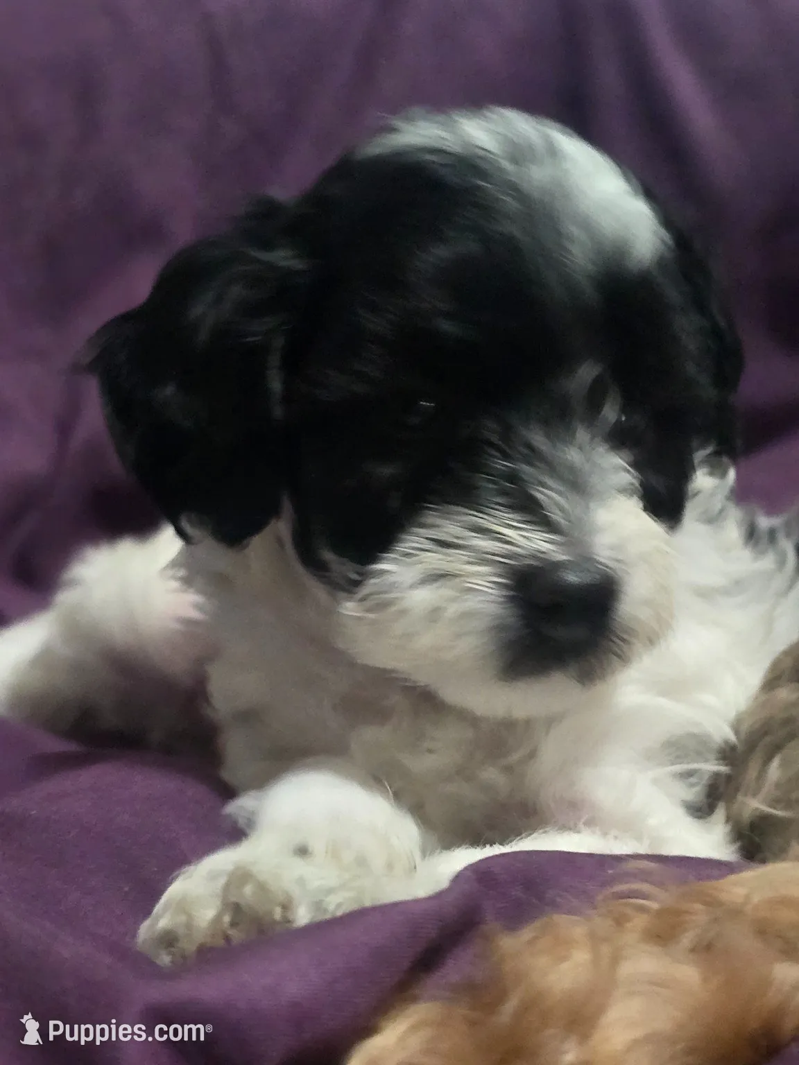 Dalmae, a female Poodle - Miniature  and Maltipom for sale in Paterson, NJ – 1 of 5