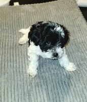 Dalmae, a female Poodle - Miniature  and Maltipom for sale in Paterson, NJ – 5 of 5