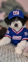 Dalmae, a female Poodle - Miniature  and Maltipom for sale in Paterson, NJ – 4 of 5
