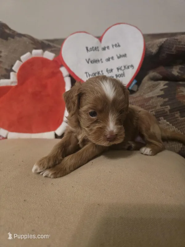 Thing 1 – Maltese, Poodle - Miniature  puppy for sale in Paterson, NJ