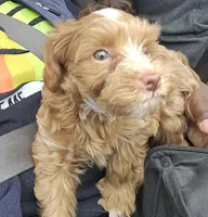 Thing 1, a male Maltese and Poodle - Miniature  for sale in Paterson, NJ – Photo 4 of 4