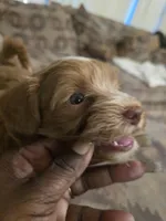 Thing 1, a male Maltese and Poodle - Miniature  for sale in Paterson, NJ – Photo 3 of 4