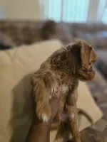 Thing 1, a male Maltese and Poodle - Miniature  for sale in Paterson, NJ – Photo 2 of 4