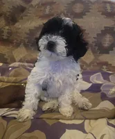 Dalmae, a female Poodle - Miniature  and Maltipom for sale in Paterson, NJ – 3 of 5