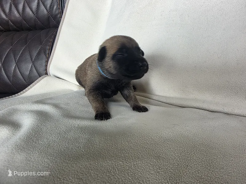 Light Blue – Belgian Malinois, Dutch Shepherd puppy for sale in West Palm Beach, FL