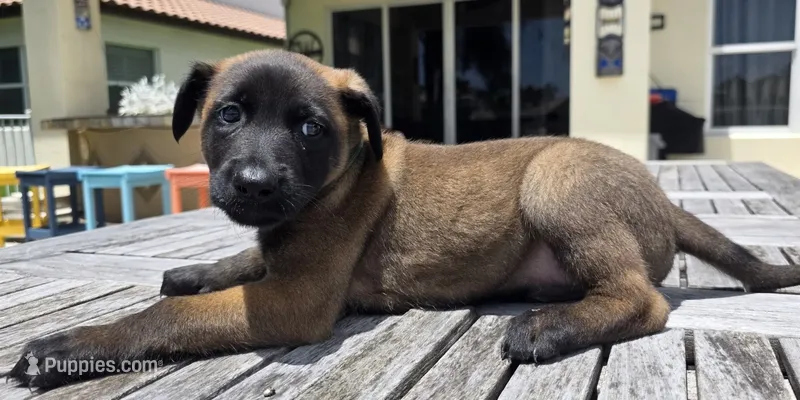 Green – Belgian Malinois, Dutch Shepherd puppy for sale in Lake Worth, FL