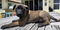 Green, a male Belgian Malinois and Dutch Shepherd for sale in Lake Worth, FL – 1 of 10