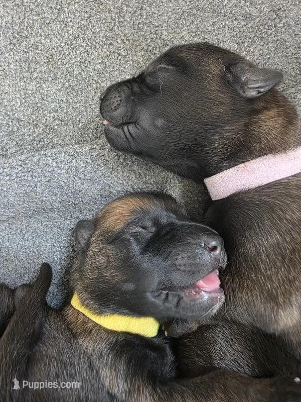 Pink – Belgian Malinois, Dutch Shepherd puppy for sale in West Palm Beach, FL