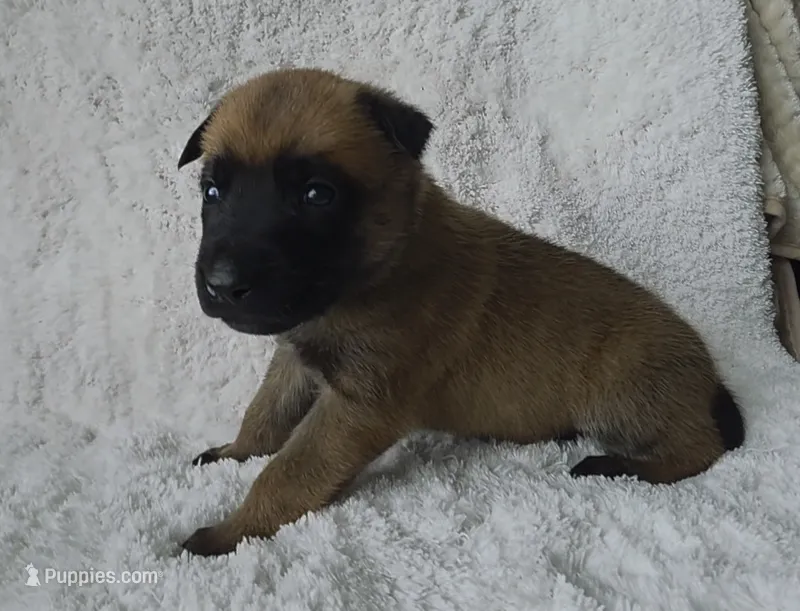 Black – Belgian Malinois, Dutch Shepherd puppy for sale in West Palm Beach, FL