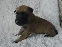 Black, a male Belgian Malinois and Dutch Shepherd for sale in Knoxville, TN – 1 of 9