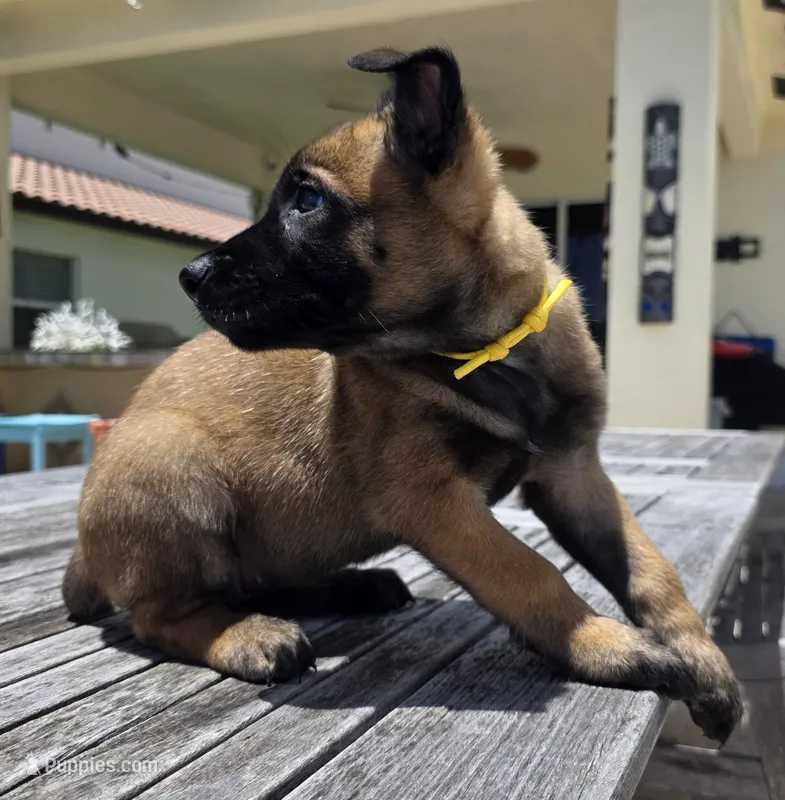 Yellow – Belgian Malinois, Dutch Shepherd puppy for sale in Lake Worth, FL